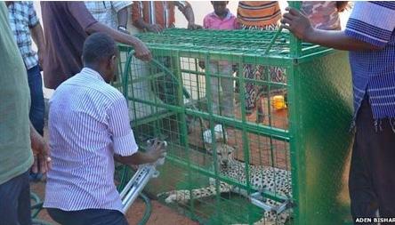 Hoax Alert: African Villagers Have NOT Captured a Real Life Pikachu